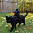 Black cat wearing a headless rider costume with an orange pumpkin on a grassy lawn