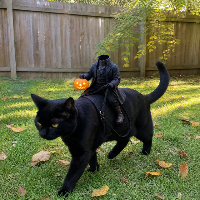 Black cat wearing a headless rider costume with an orange pumpkin on a grassy lawn