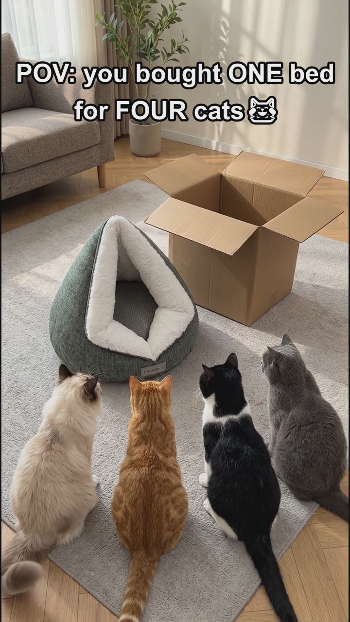 Four kittens, with one sleeping inside the soft-lined triangular cat cave bed.